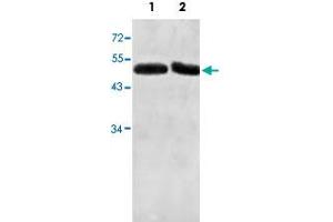 Western blot analysis of human fetal liver (Lane 1) and fetal testis (Lane 2) lysate with ACTL7A polyclonal antibody  at 1 : 500 dilution. (Actin-Like 7A anticorps  (AA 42-283))