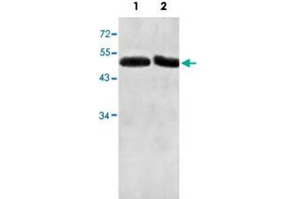Actin-Like 7A anticorps  (AA 42-283)