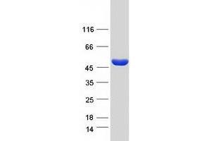 Validation with Western Blot