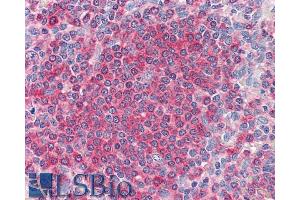 ABIN238677 (5µg/ml) staining of paraffin embedded Human Spleen.