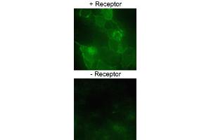 Immmunofluorscent staining of HEK293 cells over-expressing SLC2A1 or a nono-specific control receptor using SLC2A1 polyclonal antibody  at 1:200 dilution.