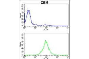 Flow cytometric analysis of CEM cells (bottom histogram) compared to a negative control cell (top histogram). (KPNB1 anticorps  (N-Term))