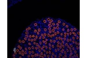 Expression of Aquaporin 2 in rat kidney - Immunohistochemical staining of rat kidney paraffin embedded region using Anti-Aquaporin 2-ATTO Fluor-550 Antibody (ABIN7042936), (1:50), (Red).