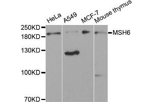 Western blot analysis of extracts of various cell lines, using MSH6 antibody (ABIN1873754) at 1:300 dilution. (MSH6 anticorps)