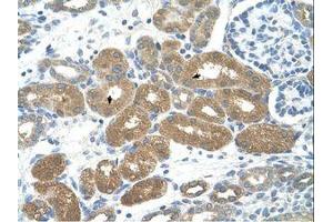 Image no. 1 for anti-Forkhead Box P2 (FOXP2) (AA 71-120) antibody (ABIN203449)