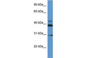 Image no. 1 for anti-Vasodilator-Stimulated phosphoprotein (VASP) (AA 127-176) antibody (ABIN6746957) (VASP anticorps  (AA 127-176))