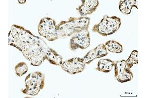 IHC analysis of 53BP1/TP53BP1 using anti-53BP1/TP53BP1 antibody (ABIN7599869). (TP53BP1 anticorps  (AA 1239-1972))