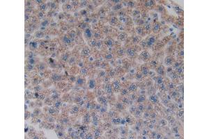 IHC-P analysis of liver tissue, with DAB staining. (FOS anticorps  (AA 6-240))