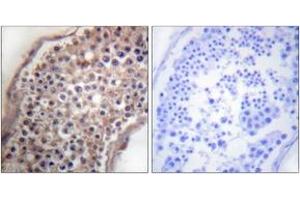 Immunohistochemistry analysis of paraffin-embedded human testis tissue, using EFNB1/2 (Ab-330) Antibody. (EFNB1/2 (AA 284-333) anticorps)