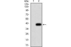 Western blot analysis using CIRBP mAb against HEK293 (1) and CIRBP (AA: 1-90)-hIgGFc transfected HEK293 (2) cell lysate. (CIRBP anticorps  (AA 1-90))