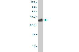 Western Blot detection against Immunogen (32.