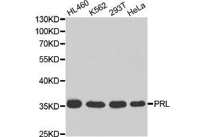 Western blot analysis of extracts of various cell lines, using PRL antibody (ABIN5970789) at 1/1000 dilution. (Prolactin anticorps)