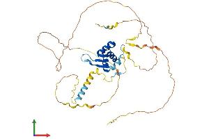 AlphaFold protein structure predicition of Human Recombinant FOXE1 Protein, UniprotID O00358