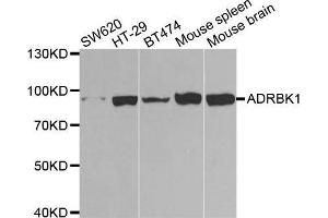 Western blot analysis of extracts of various cell lines, using ADRBK1 antibody. (GRK2 anticorps  (AA 440-689))