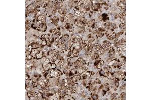 Immunohistochemical staining of human adrenal gland with VSIG8 polyclonal antibody  shows strong cytoplasmic positivity in cortical cells at 1:10-1:20 dilution.