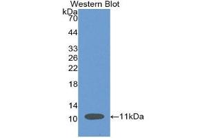 Western Blotting (WB) image for anti-Secreted Frizzled-Related Protein 4 (SFRP4) (AA 22-346) antibody (ABIN3201774) (SFRP4 anticorps  (AA 22-346))