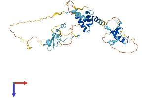 AlphaFold protein structure predicition of Mouse Recombinant Cd2bp2 Protein, UniprotID Q9CWK3