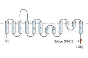 Representative domain view of the target of ABIN7043665.