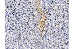anti-Kin of IRRE Like 1 (NEPH1) antibody