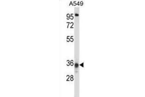Western Blotting (WB) image for anti-Coiled-Coil Domain Containing 50 (CCDC50) antibody (ABIN2997838)