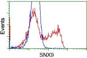 Image no. 3 for anti-Sorting Nexin 9 (SNX9) antibody (ABIN1501049) (SNX9 anticorps)