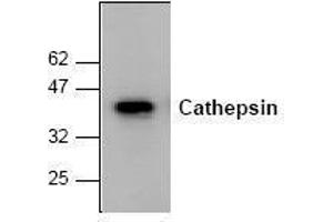 Image no. 1 for anti-Cathepsin K (CTSK) antibody (ABIN155107) (Cathepsin K anticorps)