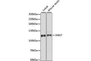 Western blot analysis of extracts of various cell lines, using SMG7 antibody (ABIN7270376) at 1:1000 dilution.