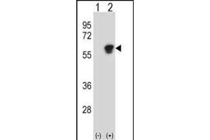 Western blot analysis of NL1 (arrow) using rabbit polyclonal NL1 Antibody 920a. (NAP1L1 anticorps  (C-Term))