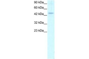 Western Blotting (WB) image for anti-Calreticulin (CALR) antibody (ABIN2460176) (Calreticulin anticorps)