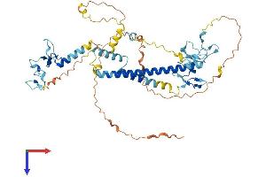 AlphaFold protein structure predicition of Mouse Recombinant Kansl2 Protein, UniprotID Q8BQR4