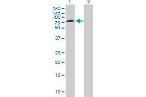 Western Blot analysis of PTGS1 expression in transfected 293T cell line by PTGS1 MaxPab polyclonal antibody.