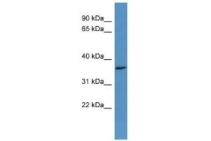 WB Suggested Anti-OR2H2 Antibody Titration: 0. (OR2H2 anticorps  (C-Term))