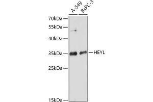 Western blot analysis of extracts of various cell lines, using HEYL antibody (ABIN7267563) at 1:1000 dilution. (HEYL anticorps  (AA 129-328))