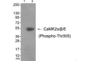 Western blot analysis of extracts from 3T3 cells (Lane 2), using CaMK2α/β/δ (Phospho-Thr305) Antibody. (CAMK2A anticorps  (pThr305))