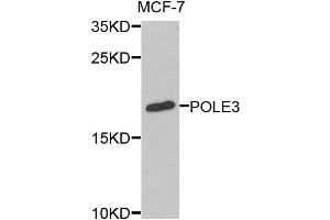 Western blot analysis of extracts of MCF-7 cells, using POLE3 antibody. (POLE3 anticorps)