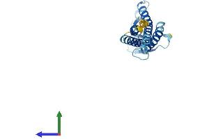 AlphaFold protein structure predicition of Human Recombinant CLDN4 Protein, UniprotID O14493