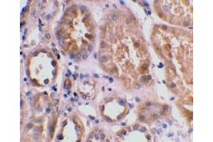 Immunohistochemical staining of human kidney tissue using Bnip3L antibody at 2μg/ml. (BNIP3L/NIX anticorps  (AA 77-92))