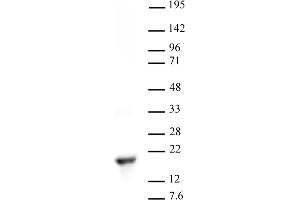 Histone H3 dimethyl Lys9 antibody tested by Western blot. (Histone 3 anticorps  (2meLys9))