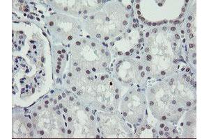 Image no. 5 for anti-Zinc Finger, BED-Type Containing 1 (ZBED1) antibody (ABIN1501794)