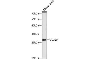 Western blot analysis of extracts of mouse testis, using CD320 antibody  at 1:1000 dilution.