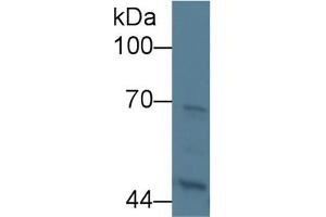 Western Blot; Sample: Human 293T cell lysate; Primary Ab: 5µg/ml Rabbit Anti-Rat KNG1 Antibody Second Ab: 0. (KNG1 anticorps  (AA 19-380))
