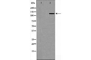 anti-Ubiquitin Specific Peptidase 7 (Herpes Virus-Associated) (USP7) (Internal Region) antibody