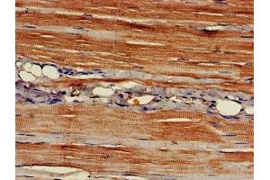 IHC image of ABIN7150938 diluted at 1:400 and staining in paraffin-embedded human skeletal muscle tissue performed on a Leica BondTM system. (EAPP anticorps  (AA 1-285))