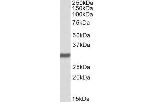 ABIN185438 (2µg/ml) staining of Human Placenta lysate (35µg protein in RIPA buffer).
