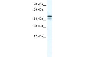 Western Blotting (WB) image for anti-TATA Box Binding Protein Like 2 (Tbpl2) antibody (ABIN2461562) (Tbpl2 anticorps)