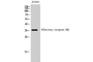Western Blotting (WB) image for anti-Olfactory Receptor, Family 6, Subfamily Q, Member 1 (OR6Q1) (Internal Region) antibody (ABIN3186182) (OR6Q1 anticorps  (Internal Region))