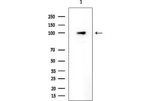 anti-Neutral Sphingomyelinase (N-SMase) Activation Associated Factor (NSMAF) antibody