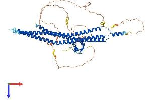 AlphaFold protein structure predicition of Human Recombinant BAIAP2 Protein, UniprotID Q9UQB8