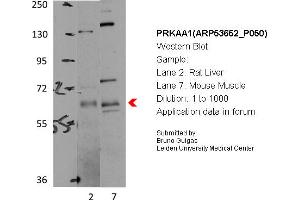 Western Blotting (WB) image for anti-Protein Kinase, AMP-Activated, alpha 1 Catalytic Subunit (PRKAA1) (Middle Region) antibody (ABIN2785500)