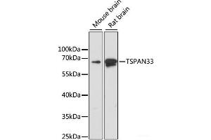 Western blot analysis of extracts of various cell lines using TSPAN33 Polyclonal Antibody at dilution of 1:1000. (TSPAN33 anticorps)